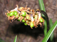 写真「ジャノヒゲ〔蛇の髭〕の花」