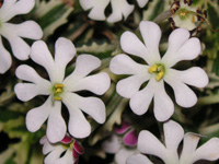 写真「ムーンライトフレグランスの花」