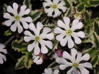 写真「ムーンライトフレグランスの花」