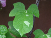 アサガオ〔朝顔〕の花（写真）