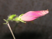 アサガオ〔朝顔〕の花（写真）