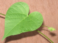 アサガオ〔朝顔〕の葉（写真）