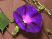 アサガオ〔朝顔〕の花（写真）