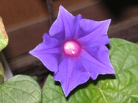 アサガオ〔朝顔〕の花（写真）