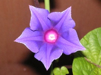 アサガオ〔朝顔〕の花（写真）