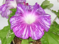 アサガオ〔朝顔〕の花（写真）