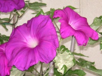 アサガオ〔朝顔〕の花（写真）