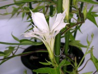 アサガオ〔朝顔〕の花（写真）