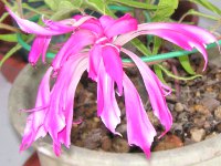 アサガオ〔朝顔〕の花（写真）