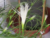 アサガオ〔朝顔〕の花（写真）