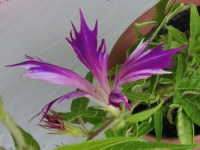 アサガオ〔朝顔〕の花（写真）