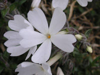 シバザクラ〔芝桜〕の花（写真）