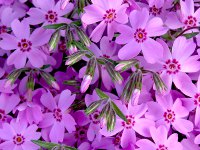 シバザクラ〔芝桜〕の花（写真）