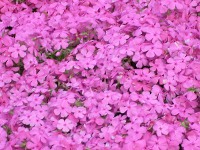 シバザクラ〔芝桜〕の花（写真）