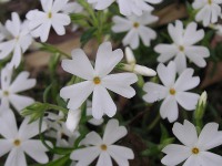 シバザクラ〔芝桜〕の花（写真）