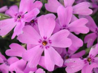 シバザクラ〔芝桜〕の花（写真）