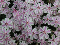 シバザクラ〔芝桜〕の花（写真）