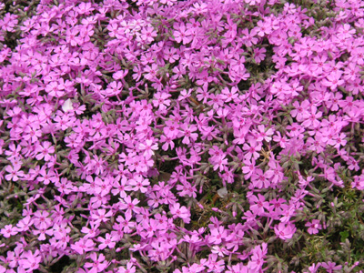 シバザクラ〔芝桜〕の花（写真）