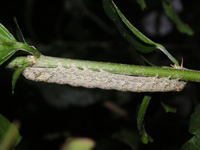 写真「ムクゲ〔木槿〕の花」