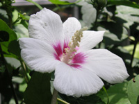 写真「ムクゲ〔木槿〕の花」