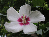 写真「ムクゲ〔木槿〕の花」