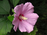 写真「ムクゲ〔木槿〕の花」