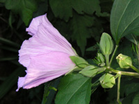 写真「ムクゲ〔木槿〕の花」