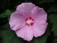 写真「ムクゲ〔木槿〕の花」