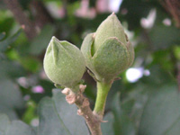 写真「ムクゲ〔木槿〕の花」