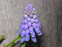ムスカリ〔Muscari〕の花（写真）