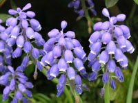 ムスカリ〔Muscari〕の花（写真）