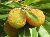 ���}�����̎�