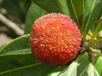 ���}�����̎�