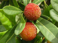 ���}�����̎�