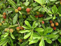 ���}�����̎�