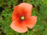 写真「ナガミヒナゲシ〔長実雛罌粟〕の花」