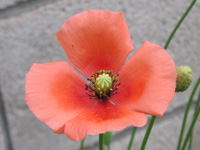 写真「ナガミヒナゲシ〔長実雛罌粟〕の花」