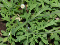 写真「ナガミヒナゲシ〔長実雛罌粟〕の葉」