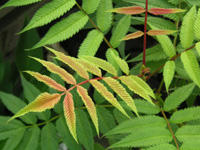 写真「ナナカマド〔七竈〕」