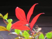 写真「ナンテン〔南天〕の紅葉」