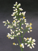 写真「ナンテン〔南天〕の花」