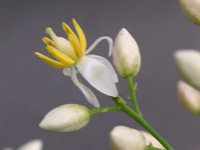 写真「ナンテン〔南天〕の花」