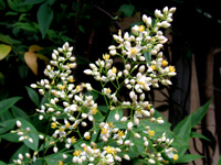 写真「ナンテン〔南天〕の花」