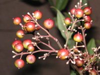 写真「ナンテン〔南天〕の実」