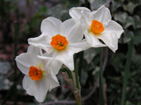 写真「スイセン〔水仙〕の花」
