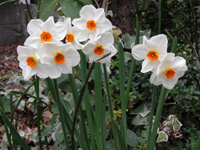 写真「スイセン〔水仙〕の花」