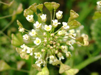 ナズナ〔薺〕の花（写真）