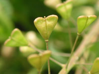 ナズナ〔薺〕の花（写真）