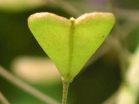 ナズナ〔薺〕の花（写真）