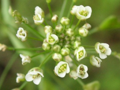 ナズナ〔薺〕の花（写真）